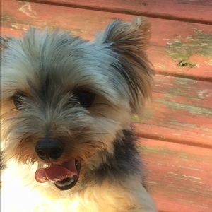 Meet your Posher, Lily